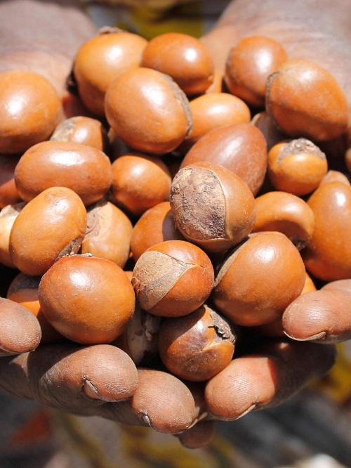 Bénin : Démarrage de la commercialisation des amandes de karité