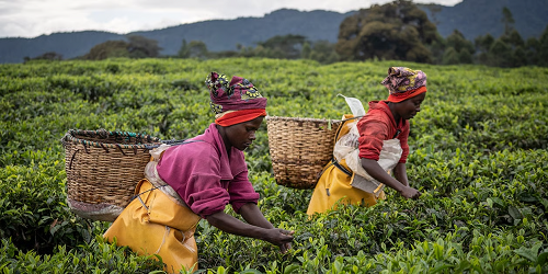Bénin : Un régime de l’assurance agricole indicielle aux producteurs