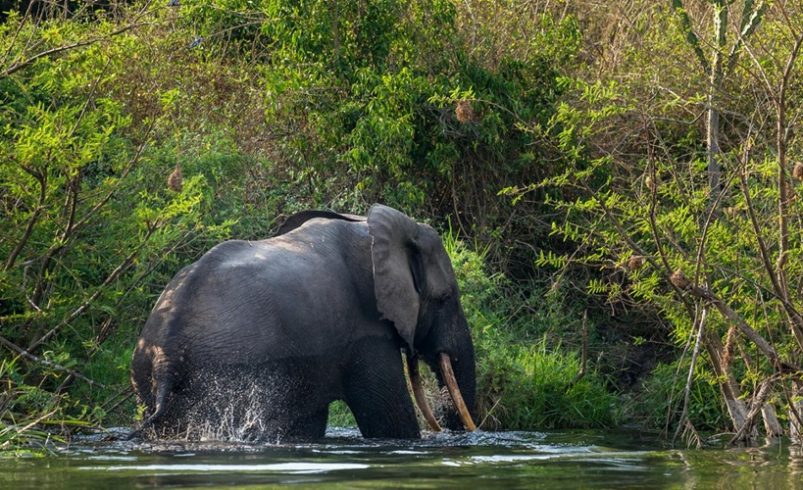 Climat : BDEAC mobilise les bailleurs pour 63 projets dans le bassin du Congo
