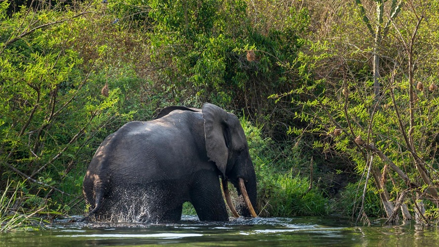Bassin du Congo