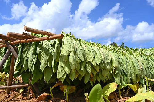 Zimbabwe : Le secteur du tabac renoue avec une croissance record