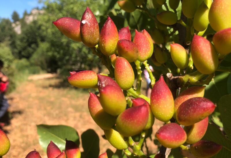 Afrique du Sud : La filière pistache veut se hisser sur le marché mondial