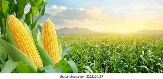 Mais en Afrique du Sud