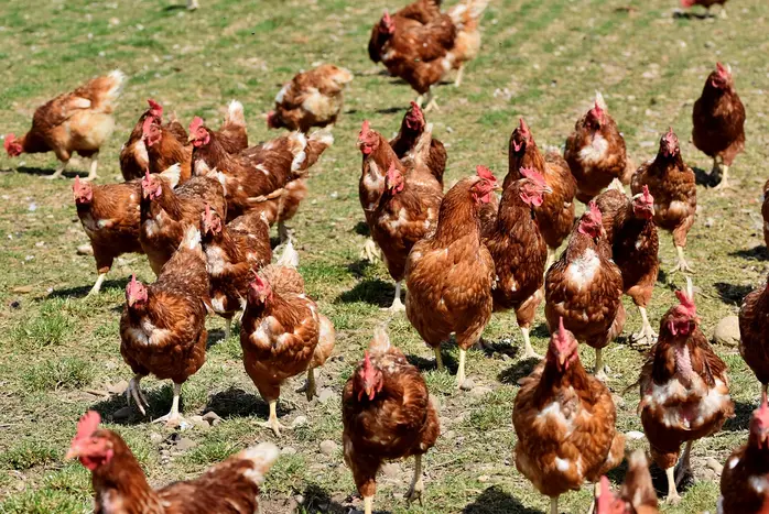 Les États-Unis ciblent le marché des céréales pour l'aviculture en Guinée et Côte d'Ivoire