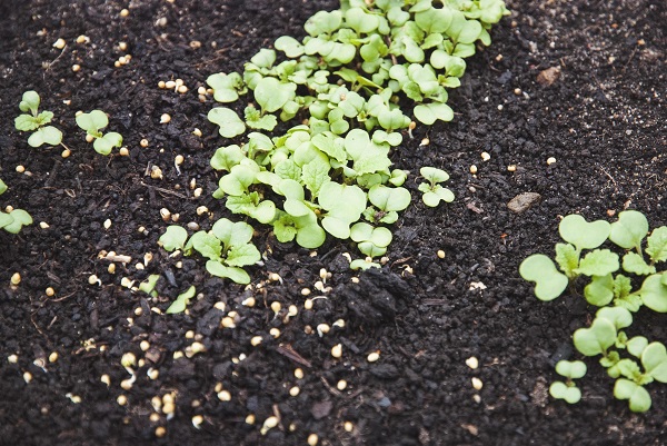 Ghana : 10 millions $ pour produire des engrais verts