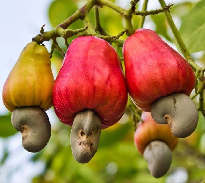 Côte d’Ivoire : 18 millions USD pour renforcer la transformation d’anacarde