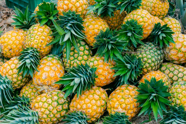 Au Burkina Faso, la culture de l’ananas se développe progressivement comme une nouvelle piste de diversification agricole, dans un contexte où le pays cherche à renforcer sa production locale