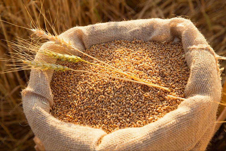 Afrique du Sud : La récolte de blé au plus bas depuis huit ans