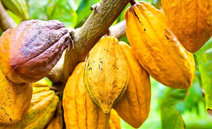 La Côte d’Ivoire reconduit à 1 200 FCFA le kilogramme le prix bord champ du cacao pour la campagne principale.