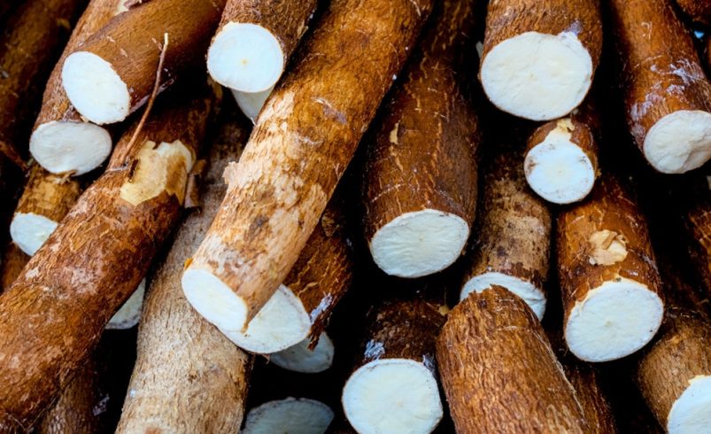 La Côte d’Ivoire étudie la production de carburant d’aviation durable à partir du manioc, avec une première production envisagée entre 2028 et 2029