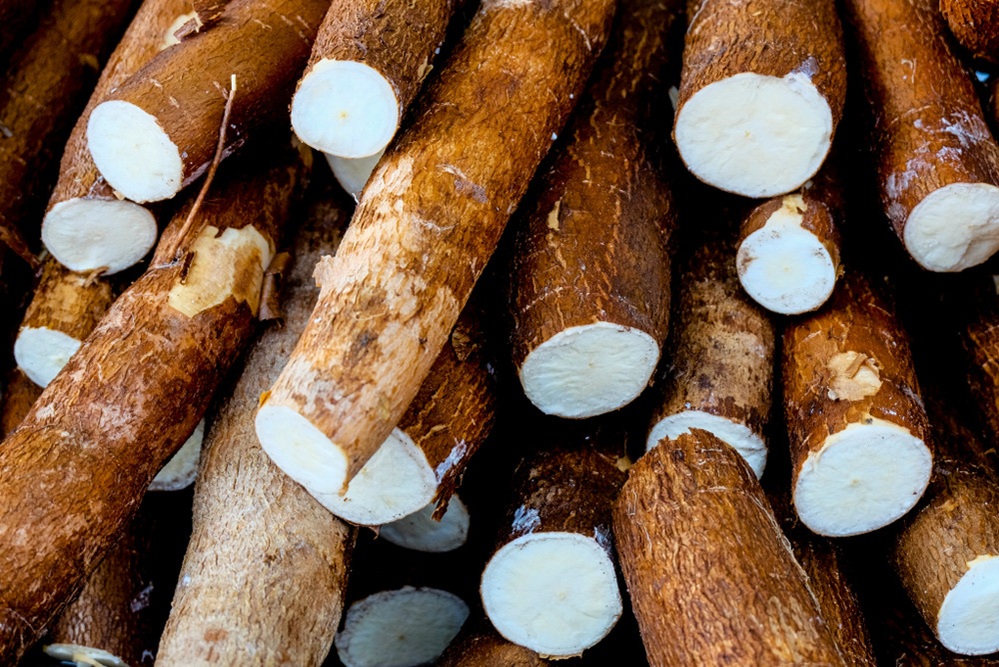 La Côte d’Ivoire étudie la production de carburant d’aviation durable à partir du manioc, avec une première production envisagée entre 2028 et 2029