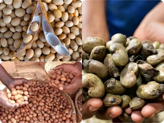 Une nouvelle usine de transformation du karité et du soja ouvre en Côte d’Ivoire